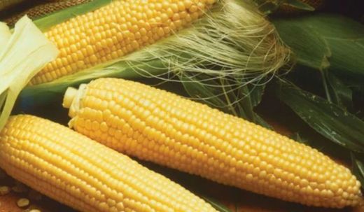 yellow maize (1).jpg