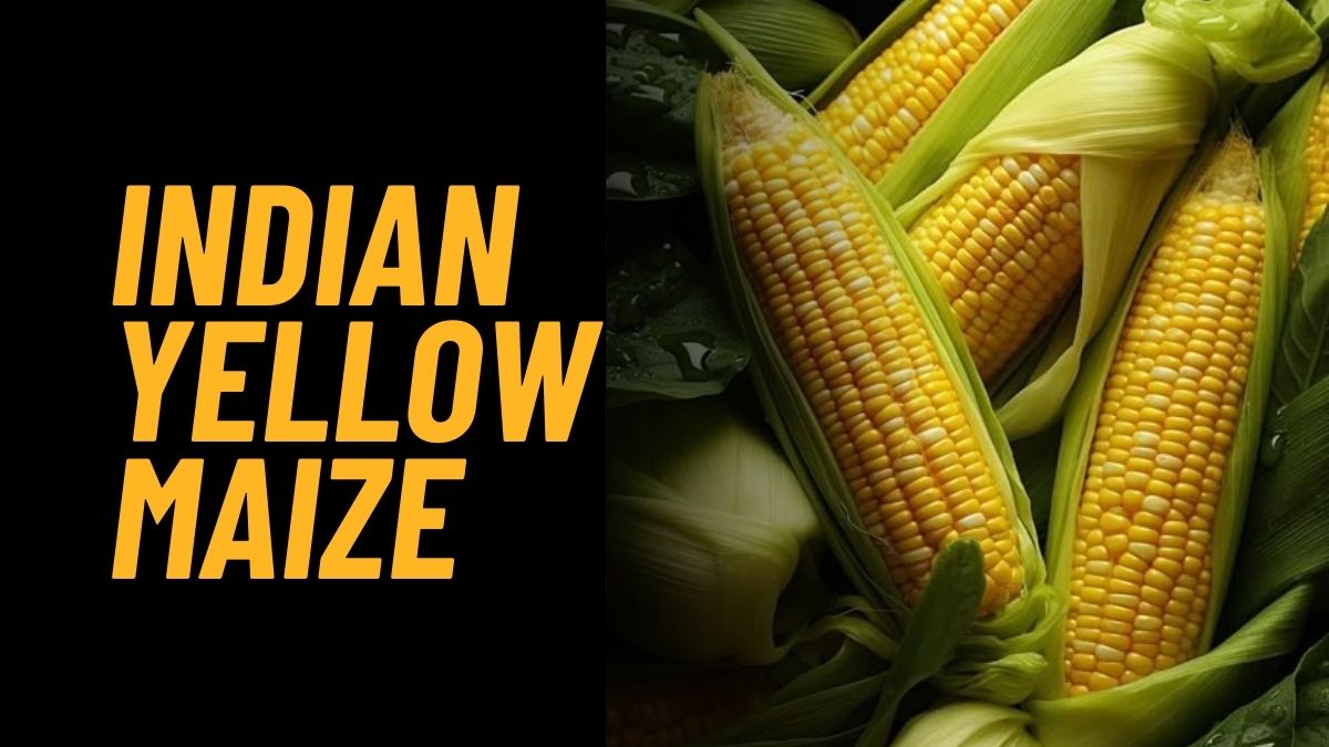 Indian Yellow Maize.jpg