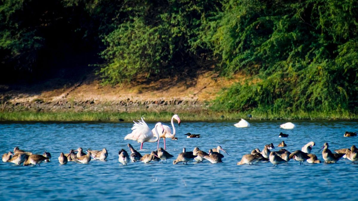 Click to enlarge Which place near Ahmedabad for one day picnic.jpg