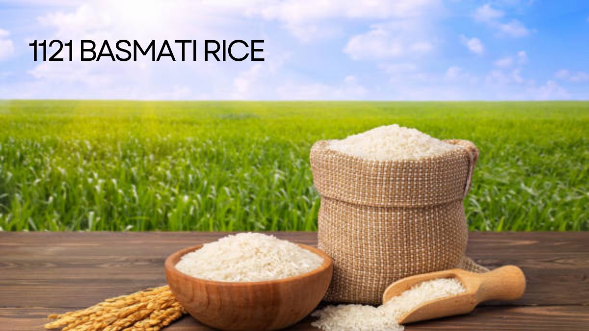 Click to enlarge 1121 Basmati Rice .jpg