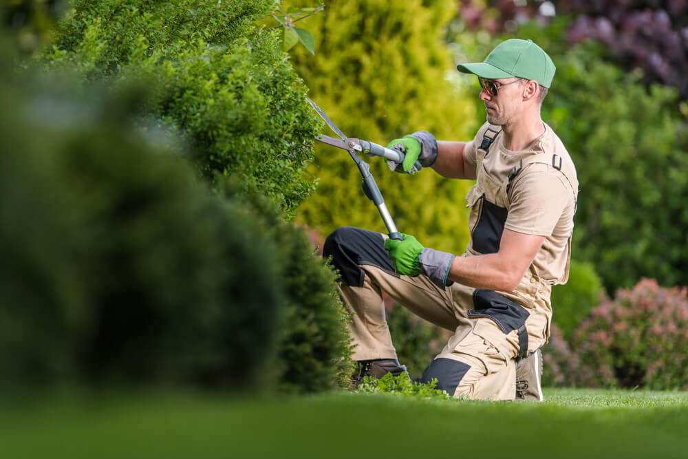 Trimming-av-hekk-i-Stavanger.jpg