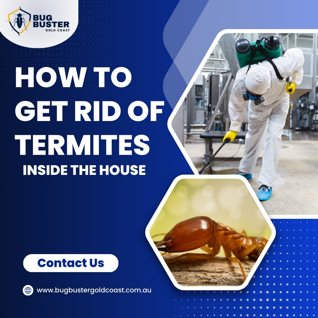 How to Get Rid of Termites inside the House.jpg