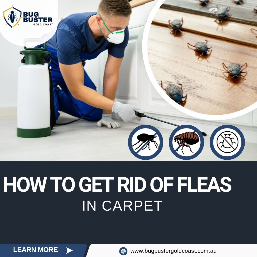 How to Get Rid of Fleas in Carpet.jpg
