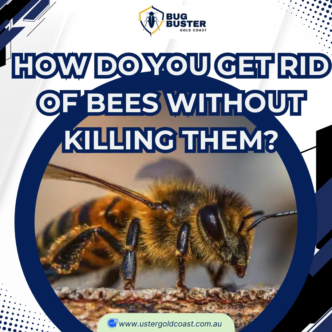 How Do You Get Rid Of Bees Without Killing Them.jpg